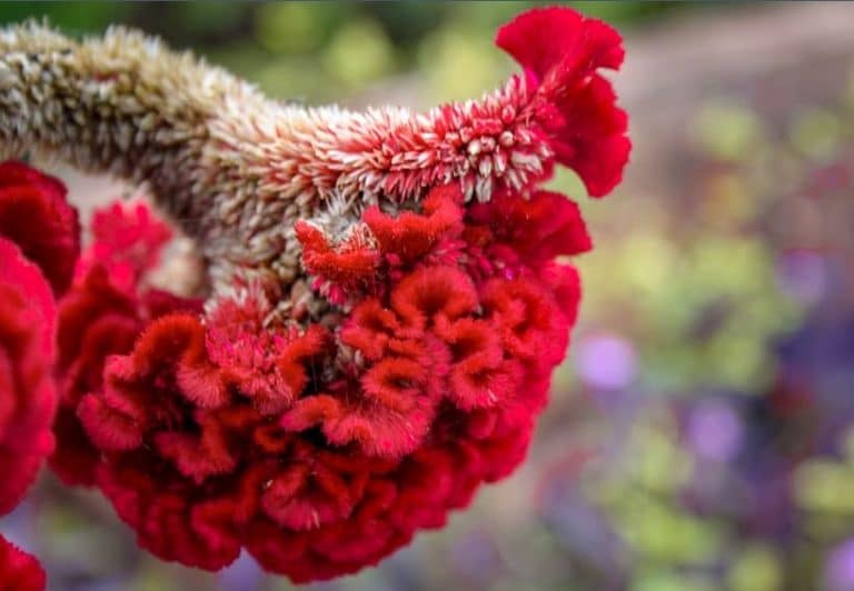 How To Care For Celosia Plants