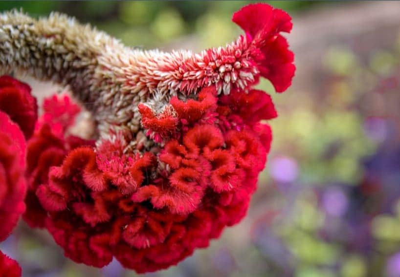 Celosia Dragon S Breath Toxic To Dogs Celosia Dragon S Breath Toxic To Dogs